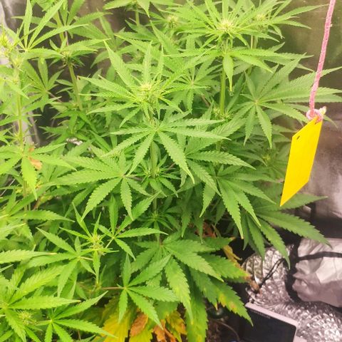 Random Bud 1 growlog timeline photo