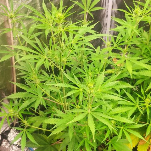 Random Bud 2 growlog timeline photo