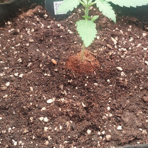 Fast Buds Banana Purple Punch  growlog timeline photo