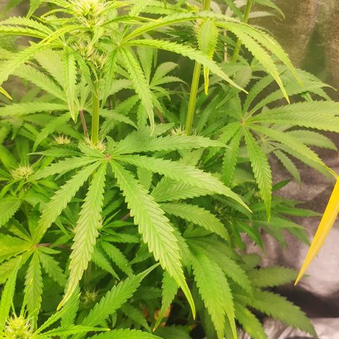 Random Bud 1 growlog timeline photo