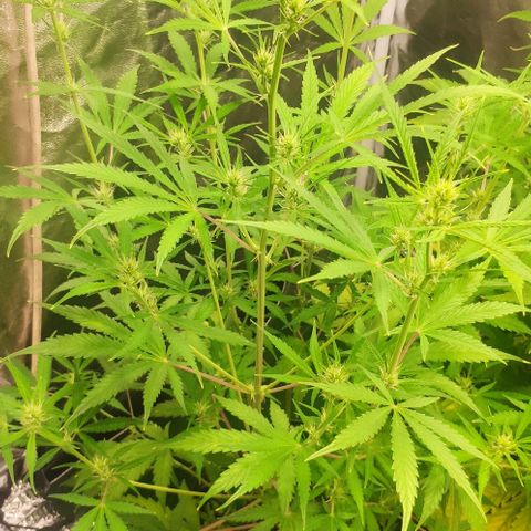 Random Bud 2 growlog timeline photo