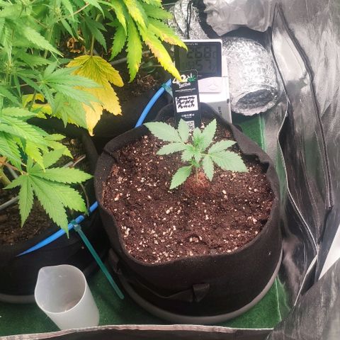 Fast Buds Banana Purple Punch  growlog timeline photo