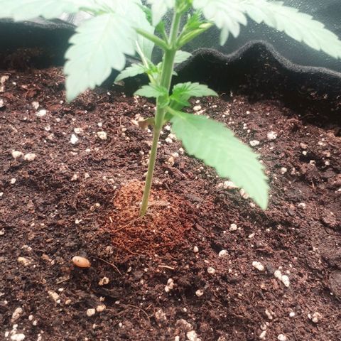 Fast Buds Banana Purple Punch  growlog timeline photo