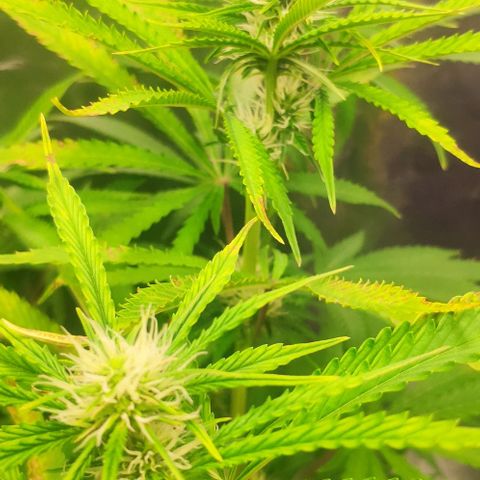 Random Bud 1 growlog timeline photo