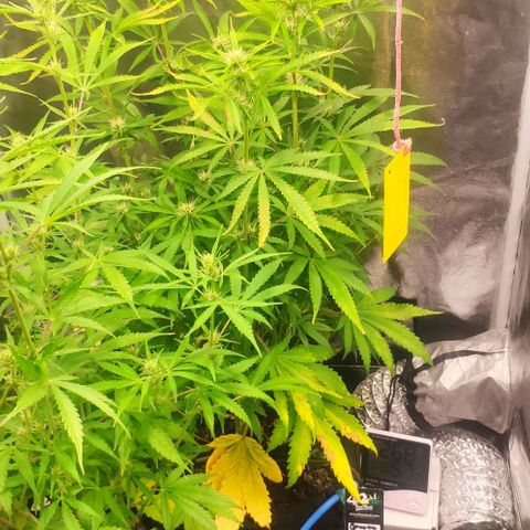 Random Bud 1 growlog timeline photo