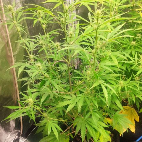 Random Bud 2 growlog timeline photo