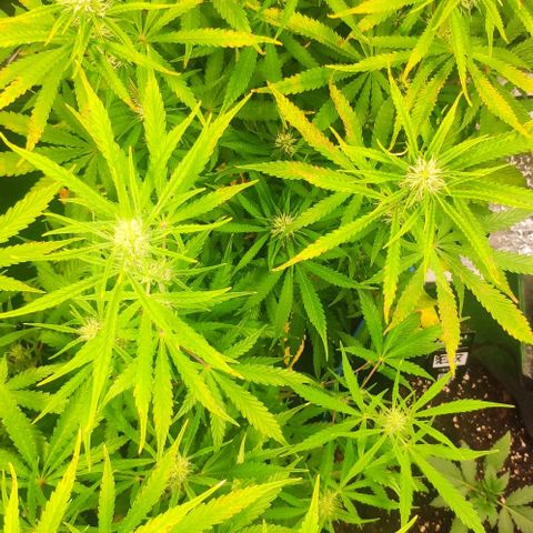 Random Bud 2 growlog timeline photo