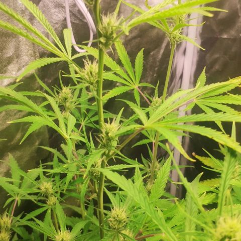 Random Bud 2 growlog timeline photo