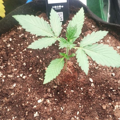 Fast Buds Banana Purple Punch  growlog timeline photo