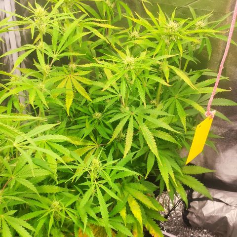 Random Bud 1 growlog timeline photo