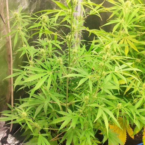 Random Bud 2 growlog timeline photo