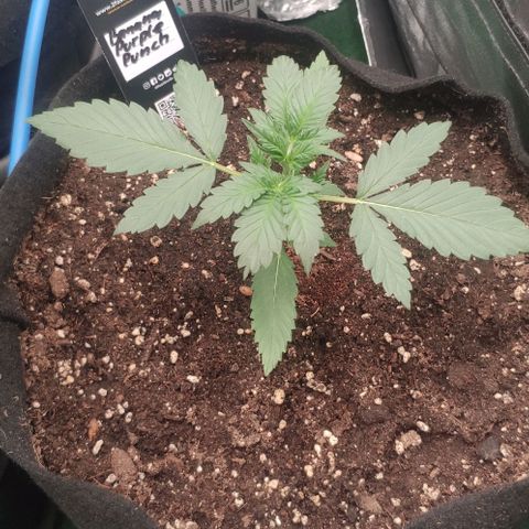 Fast Buds Banana Purple Punch  growlog timeline photo