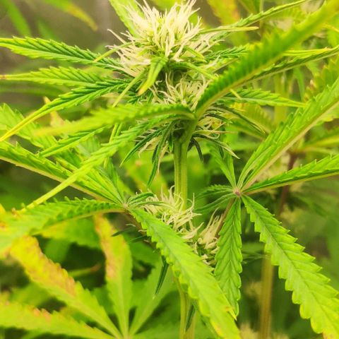 Random Bud 1 growlog timeline photo
