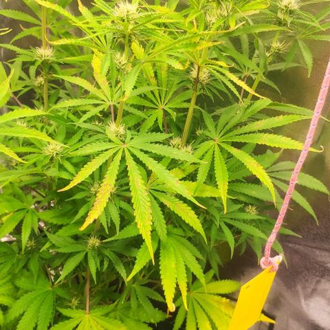 Random Bud 1 growlog timeline photo