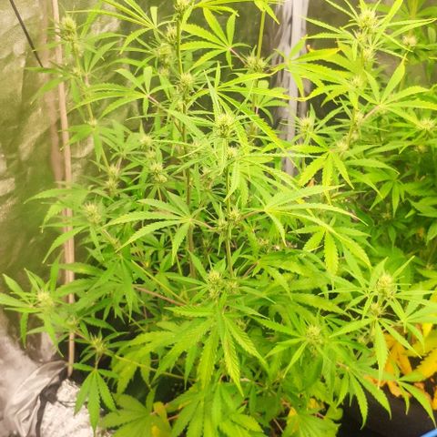 Random Bud 2 growlog timeline photo
