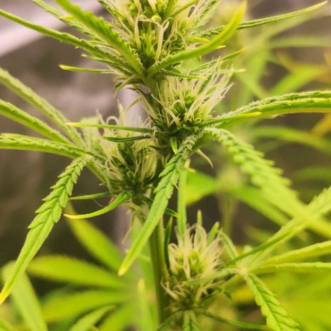 Random Bud 2 growlog timeline photo
