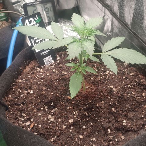 Fast Buds Banana Purple Punch  growlog timeline photo