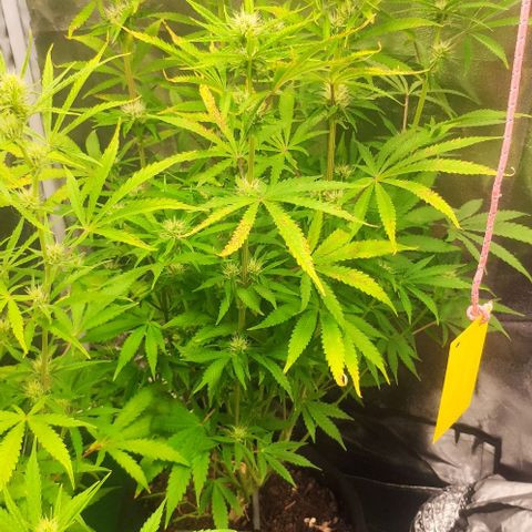 Random Bud 1 growlog timeline photo