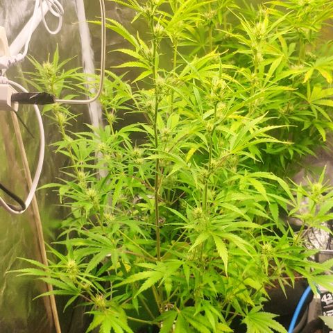 Random Bud 2 growlog timeline photo