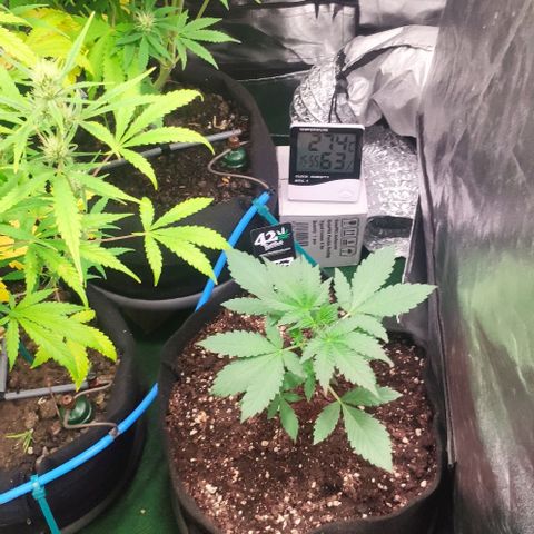 Fast Buds Banana Purple Punch  growlog timeline photo