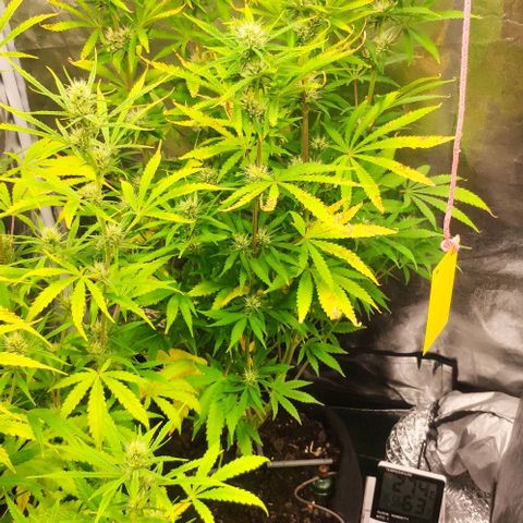 Random Bud 1 growlog timeline photo
