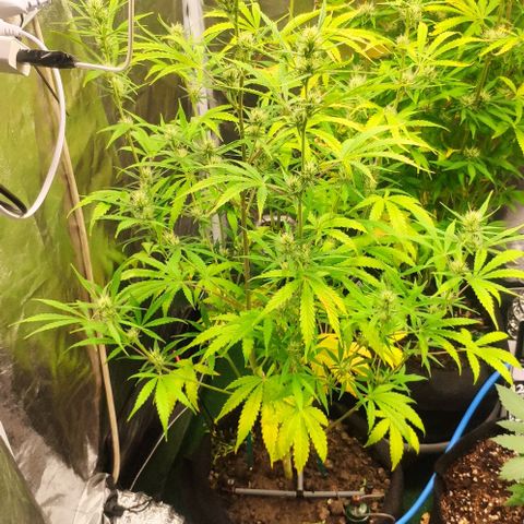 Random Bud 2 growlog timeline photo