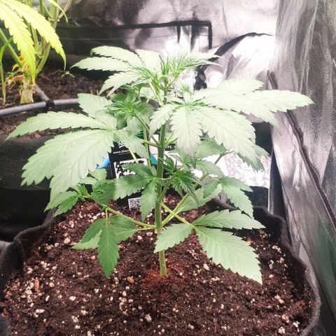 Fast Buds Banana Purple Punch  growlog timeline photo