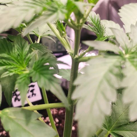 Fast Buds Banana Purple Punch  growlog timeline photo