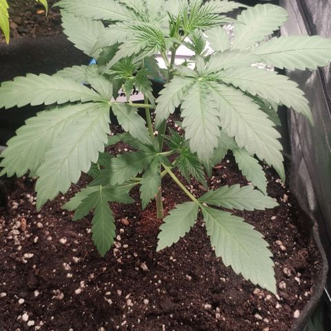 Fast Buds Banana Purple Punch  growlog timeline photo