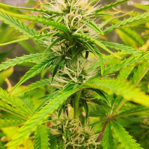 Random Bud 1 growlog timeline photo