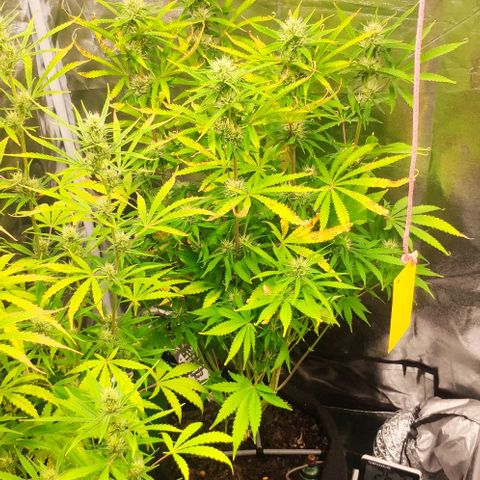 Random Bud 1 growlog timeline photo