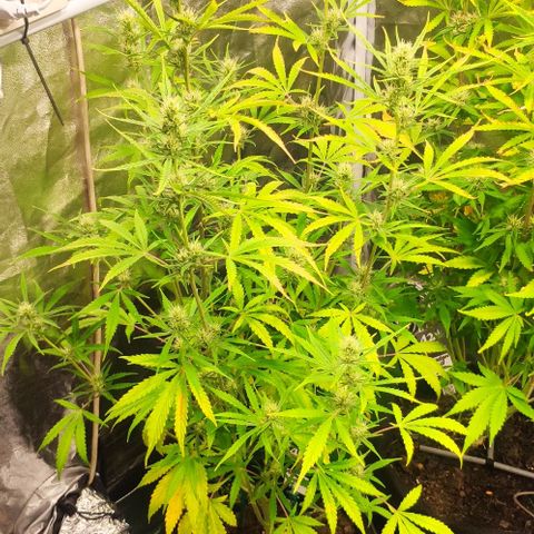 Random Bud 2 growlog timeline photo