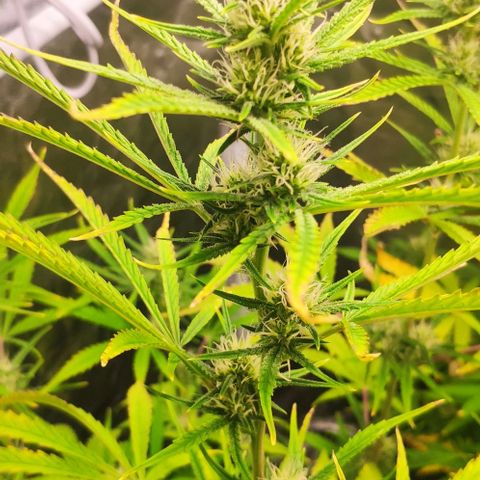 Random Bud 2 growlog timeline photo