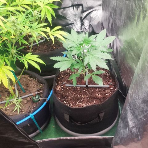Fast Buds Banana Purple Punch  growlog timeline photo