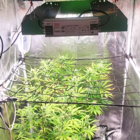 Fast Buds Banana Purple Punch  growlog timeline photo