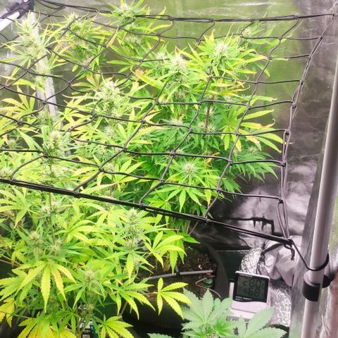 Random Bud 1 growlog timeline photo