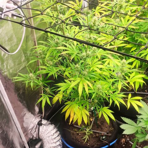 Random Bud 2 growlog timeline photo