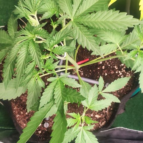 Fast Buds Banana Purple Punch  growlog photo: LST