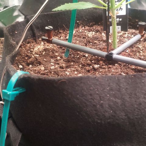 Fast Buds Banana Purple Punch  growlog photo: LST