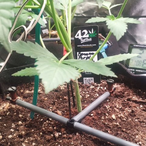 Fast Buds Banana Purple Punch  growlog photo: LST