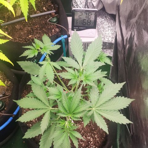 Fast Buds Banana Purple Punch  growlog timeline photo
