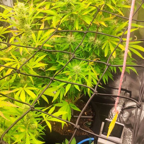 Random Bud 1 growlog timeline photo
