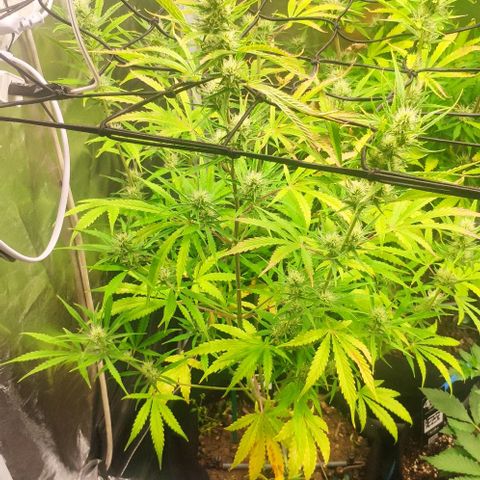 Random Bud 2 growlog timeline photo
