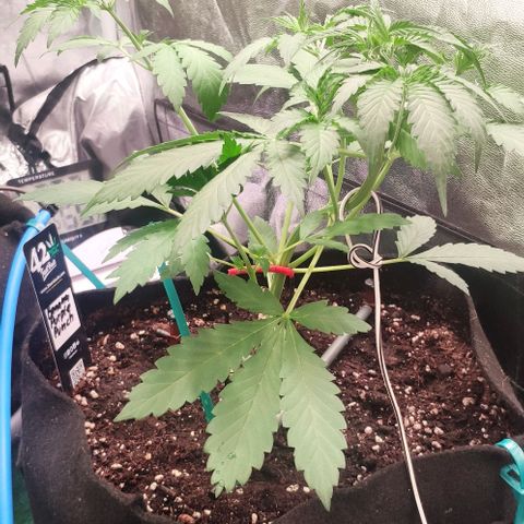 Fast Buds Banana Purple Punch  growlog timeline photo