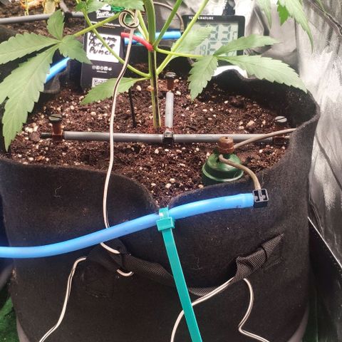 Fast Buds Banana Purple Punch  growlog timeline photo