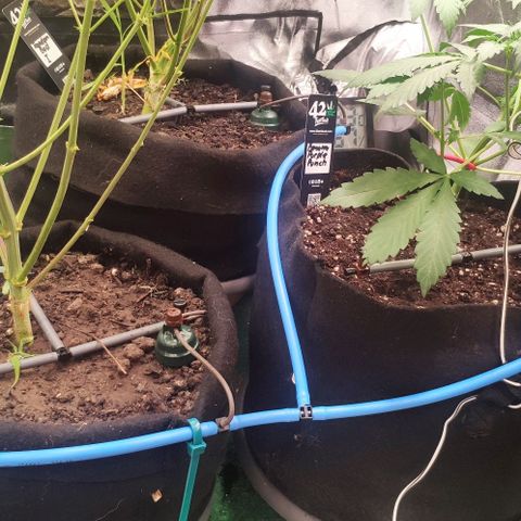 Fast Buds Banana Purple Punch  growlog timeline photo