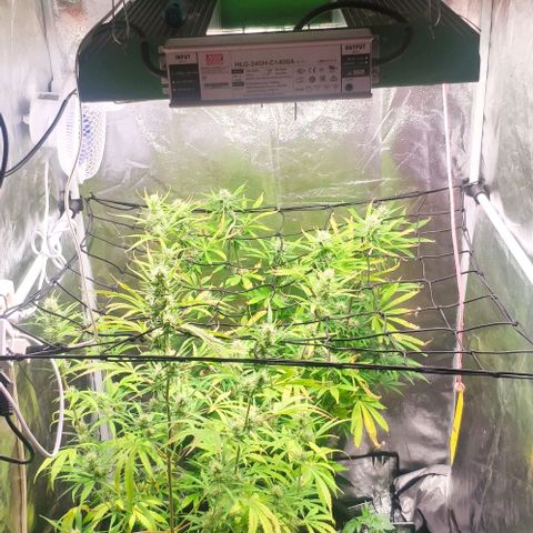 Fast Buds Banana Purple Punch  growlog timeline photo