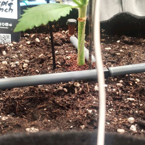 Fast Buds Banana Purple Punch  growlog timeline photo