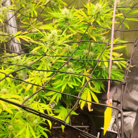 Random Bud 1 growlog timeline photo