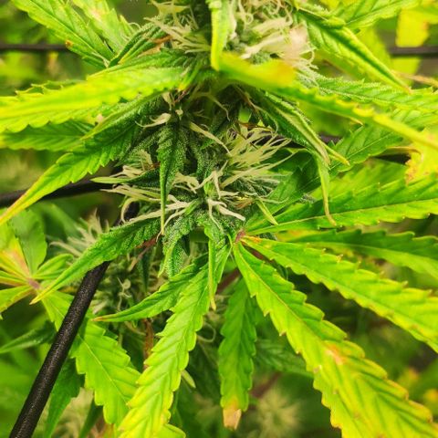 Random Bud 1 growlog timeline photo